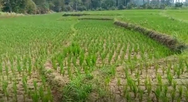 Kemarau 2023, BMKG Ingatkan 9 Provinsi Ini Siaga Satu, Alami Kekeringan Dampak El Nino