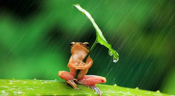 Kenapa Katak akan Bersuara jika Turun Hujan? Berikut Deretan Fakta Menariknya