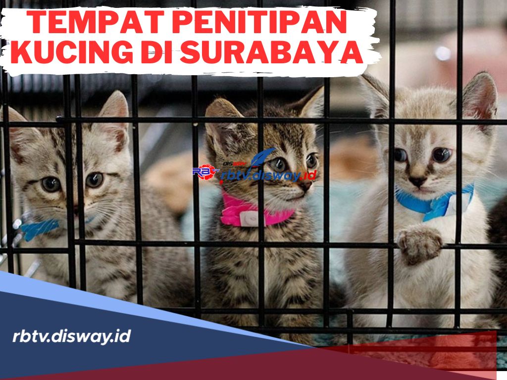 Rekomendasi Tempat Penitipan Kucing di Surabaya, Pilihan Tepat dan Dapat Dipercaya