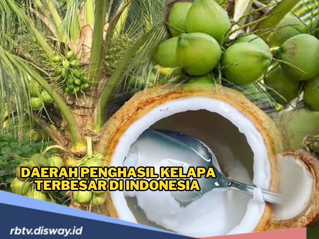 Keren! Ini 10 Provinsi Penghasil Kelapa Terbesar di Indonesia, No 1 Tembus 406,9 Ribu Ton per Tahun