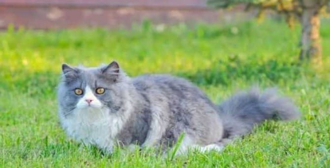 Kucing di Rumah Anda sering Memberi Tanda Rezeki Bakal Datang, Berikut 8 Tandanya