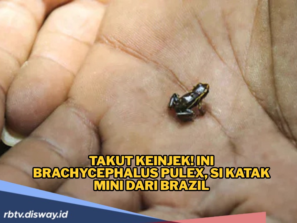 Katak Mini dari Brazil Benar-benar Nyata, Ada yang Ukurannya 6,5 Milimeter