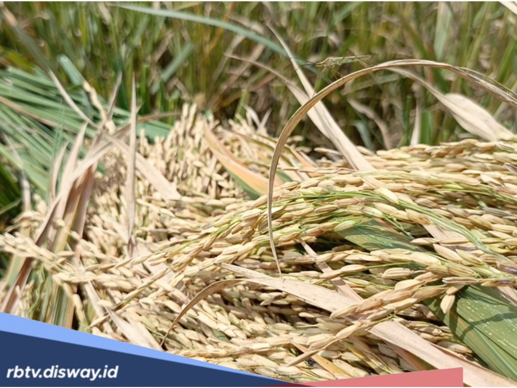 Panen Padi di Kaur Meningkat tapi Petani Tidak Mau Jual, Ada Apa?