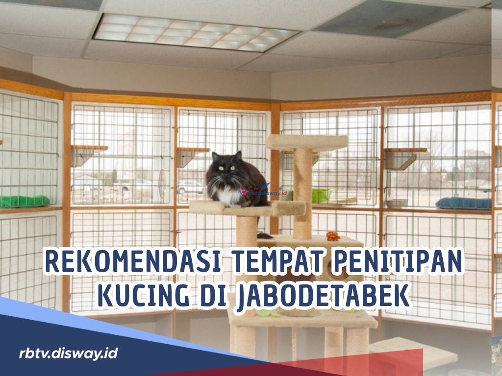 Lebaran Sebentar Lagi, Bagi yang Mau Mudik, Ini Rekomendasi Tempat Penitipan Kucing di Jabodetabek