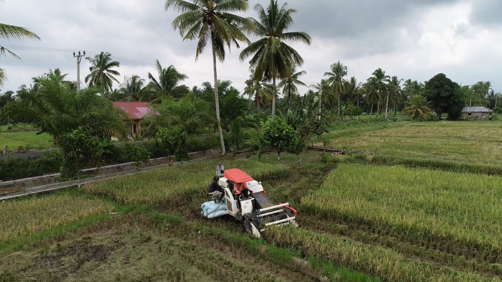 Meskipun Musim Kemarau Melanda, Bantuan Bibit Harus Mengakomodir Petani Mandiri