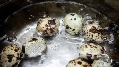 Begini Cara Merebus Telur Puyuh Agar Matangnya Pas dan Telur Tidak Pecah