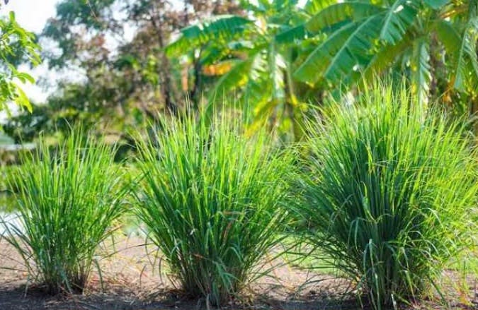 Tanaman Serai Bumbu Masak Dipercaya Pembawa Rezeki, Ini Daftar Tanaman Pembawa Rezeki