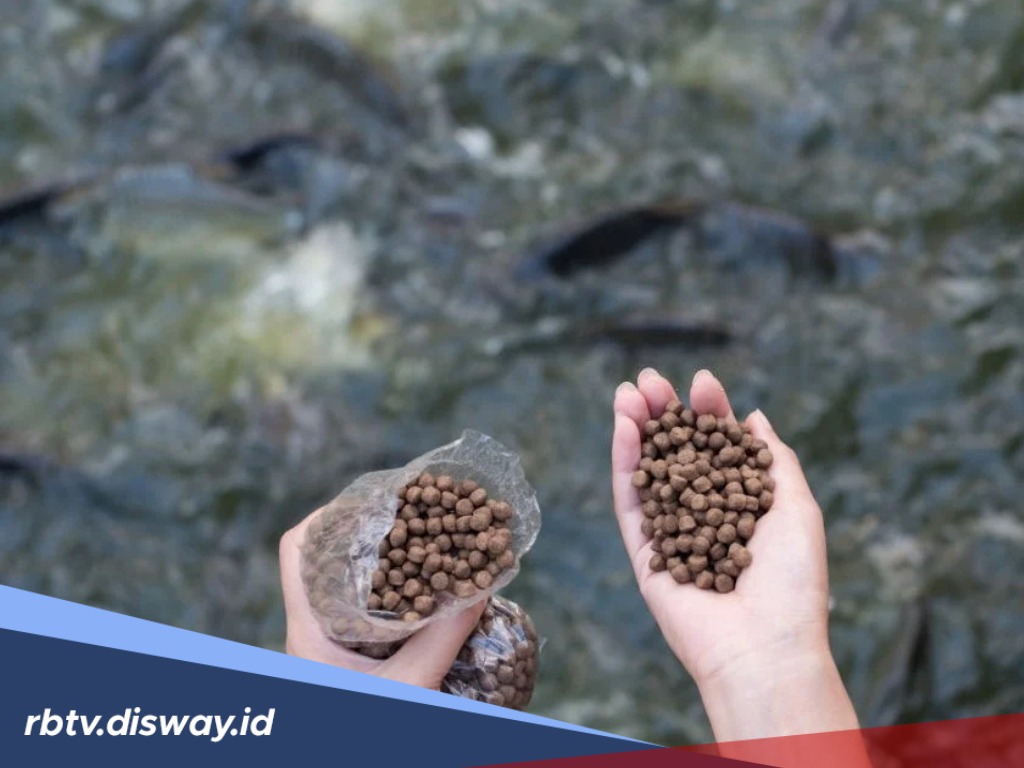 Ingin Ikan Lele Cepat Besar dan Cepat Panen? Lakukan 5 Tips Jitu Pemberian Pakan Ini