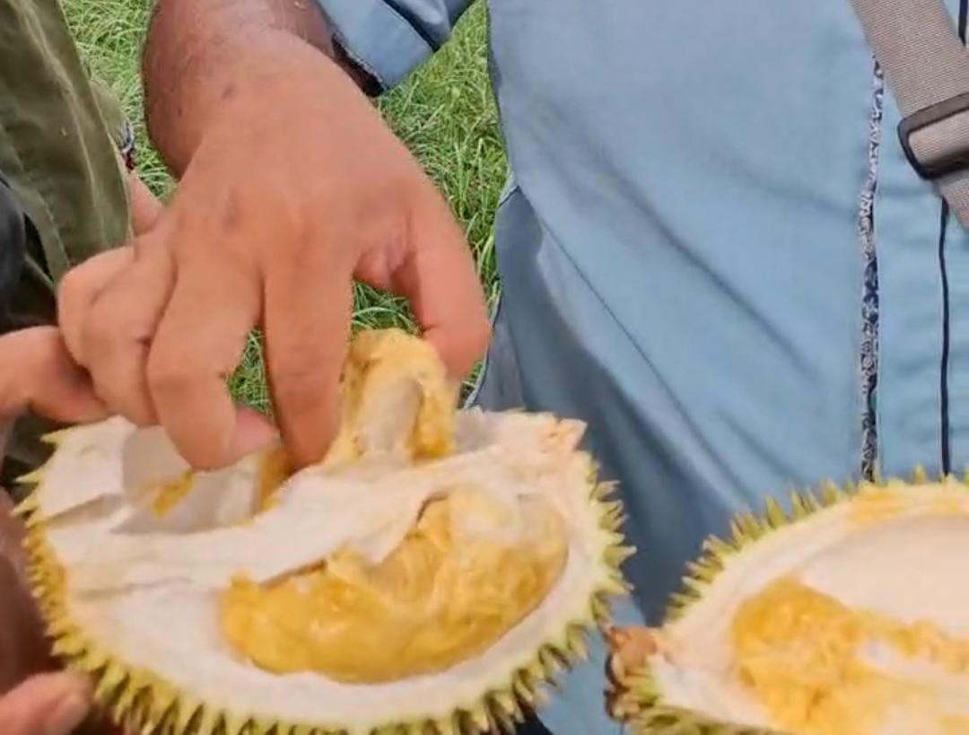 Ada Seribu Durian Gratis Di Rejang Lebong, Catat Tanggalnya 