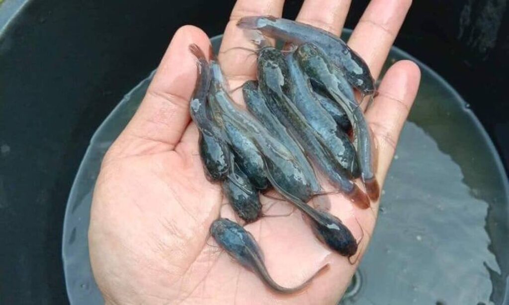 Agar Budidaya Ikan Lele Untung Besar, Perhatikan Ciri-ciri Bibit Lele yang Berkualitas Berikut