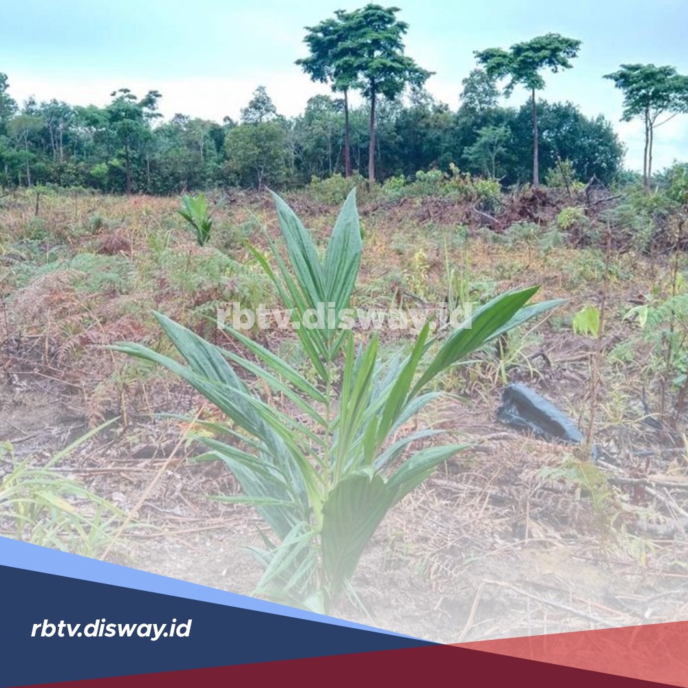 6 Syarat Agar Pertumbuhan Tanaman Kelapa Sawit Maksimal, Boleh Dibuktikan