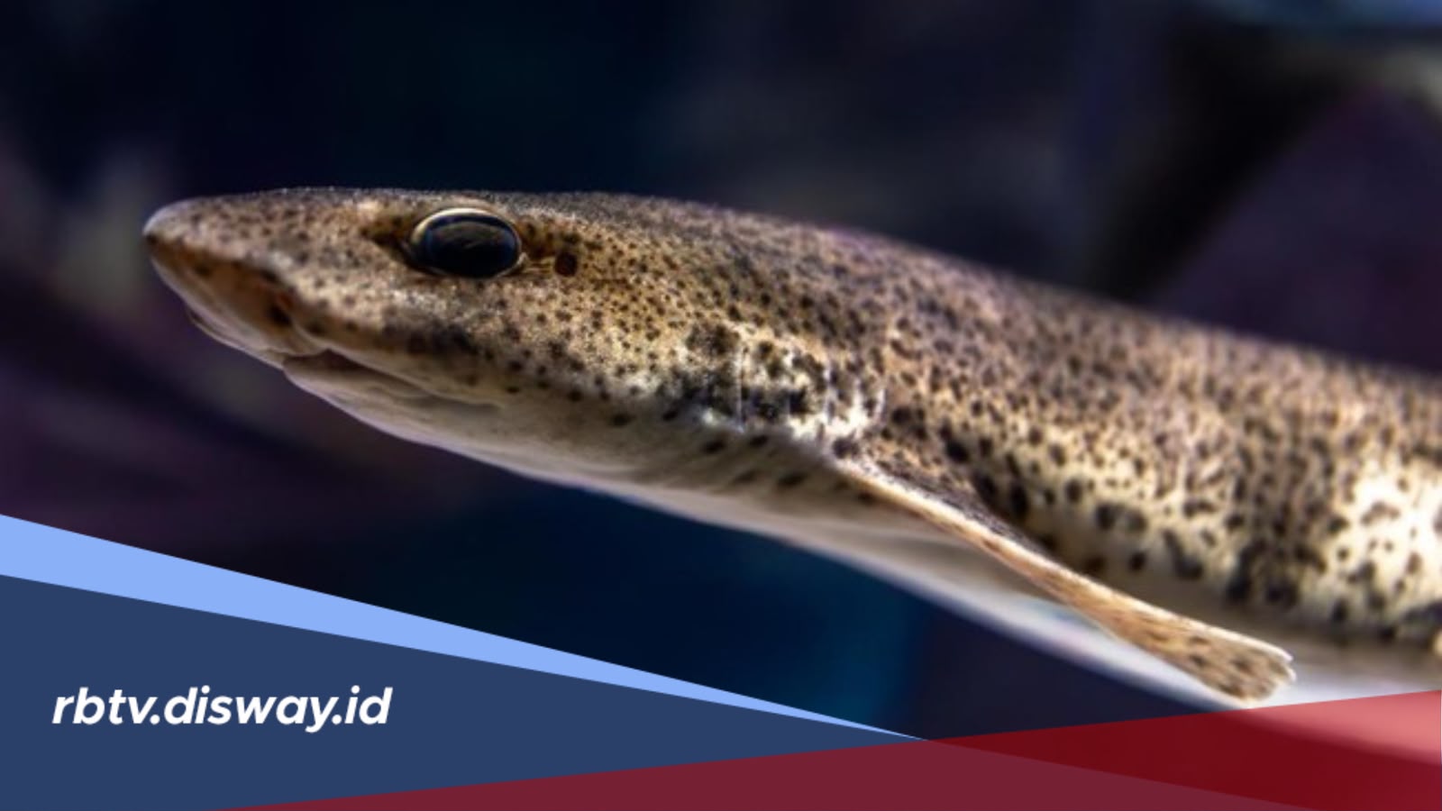 Mitos Ikan Sidat: Dari Cerita Mistis hingga Penjaga Alam