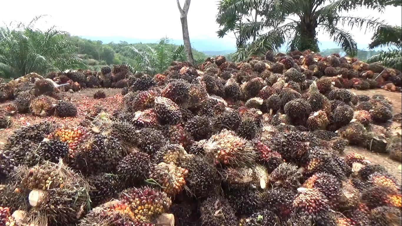 Update Harga TBS Sawit Tingkat Pabrik di Bengkulu Utara, Terus Turun