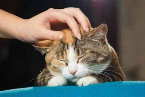 Bisa Menurunkan Stres dan Hipertensi, Ini 7 Manfaat Dengkuran Kucing Untuk Kesehatan
