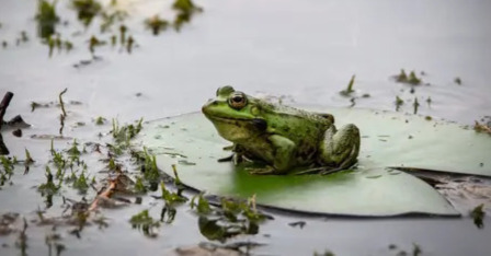 Warga Brazil Dihujani Katak, tapi Bagaimana Cara Mengusirnya?
