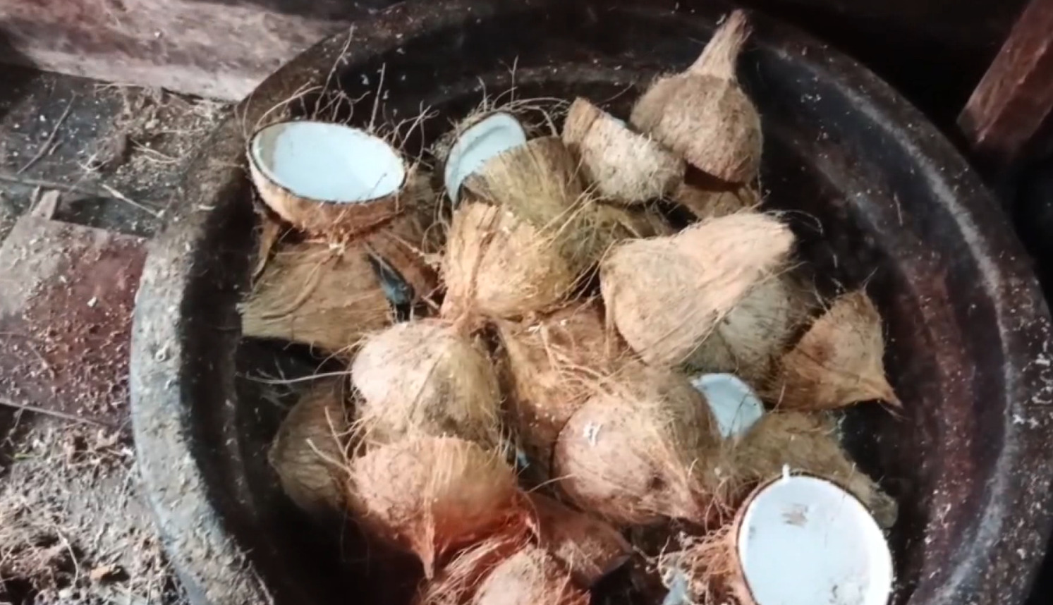 Harga Kelapa Bulat di Bengkulu Utara Masih Tinggi, Dijual Segini Per Butir