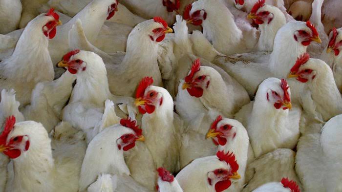 Menurut Imam Ibnu Hazim, Ayam dan Angsa Bisa Dijadikan Hewan Kurban, Ini Penjelasannya