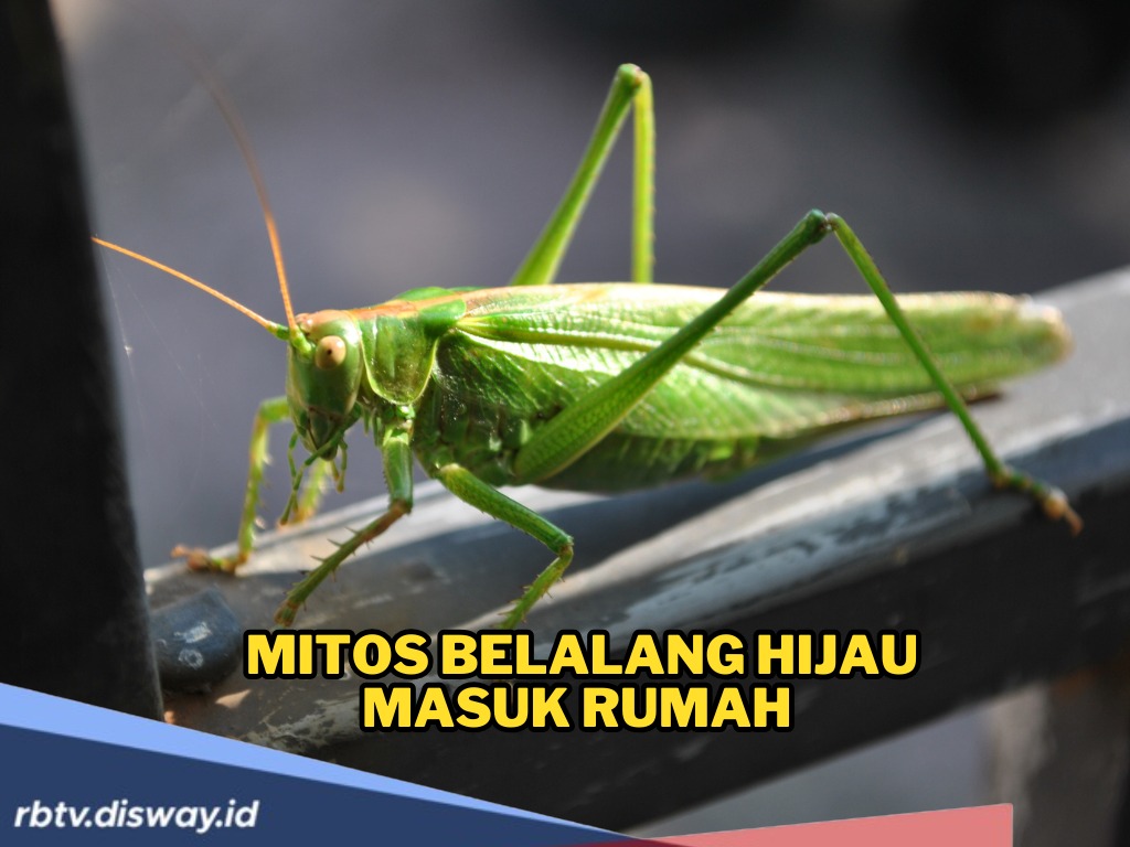 Belalang Hijau Masuk Rumah? Ini Arti dan Mitosnya Menurut Islam dan Kepercayaan Jawa yang Jarang Diketahui