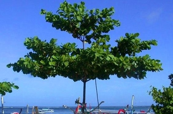 Mau Kaya Tanam Pohon Ketapang, Harga Daunnya Rp 1 Juta per Kilogram