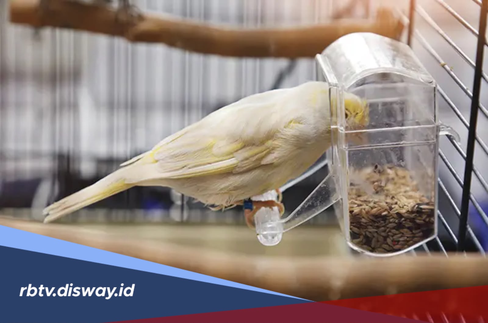 Waktu Terbaik Memberi Makan Burung agar Tetap Sehat dan Aktif