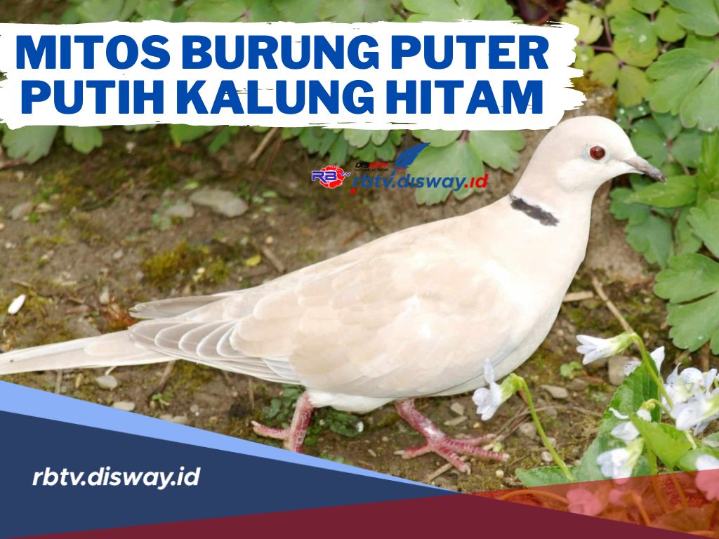 Mitos Burung Puter Putih Kalung Hitam yang Dipercayai Sebagai Pembawa Rezeki