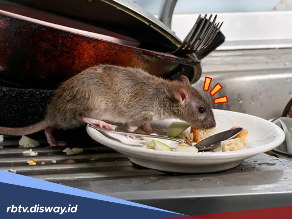 Cara Ampuh Usir Tikus dari Rumah Secara Alami dan Tidak Balik Lagi