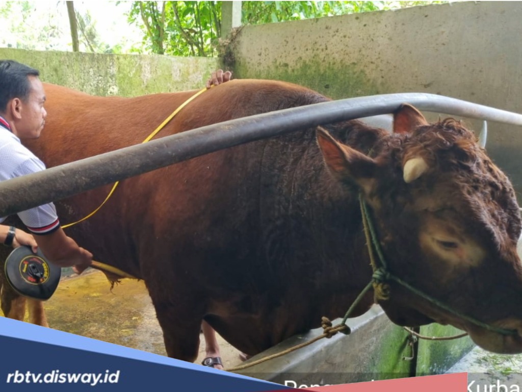 Kabupaten Lebong Terima Sapi Hampir 1 Ton dari Pemerintah Pusat