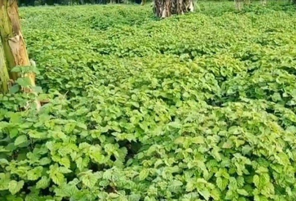 Harga Minyaknya Nyaris Rp 2 Juta per Kilogram, Ini Tips Menanam Nilam bagi Pemula