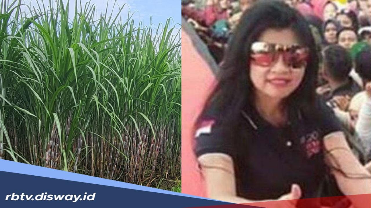 Profil Ny Lee atau Purwanti Lee, Pemilik Kebun Tebu di Lampung yang Lahannya Seluas Singapura