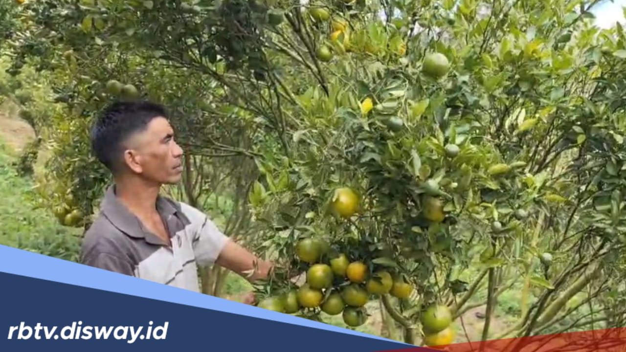 Harga Anjlok, Petani Jeruk di Rejang Lebong Bertahap Ganti Tanaman