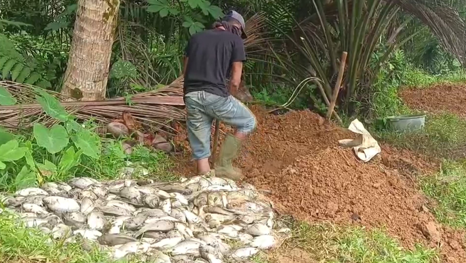 Terungkap, Ini Penyebab Ribuan Ikan Mati Mendadak di Bengkulu Utara