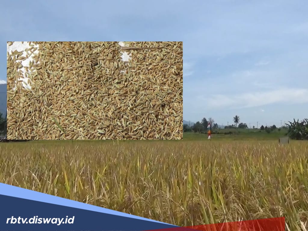 Harga Jual Gabah Pasca Lebaran Bikin Petani Sumringah