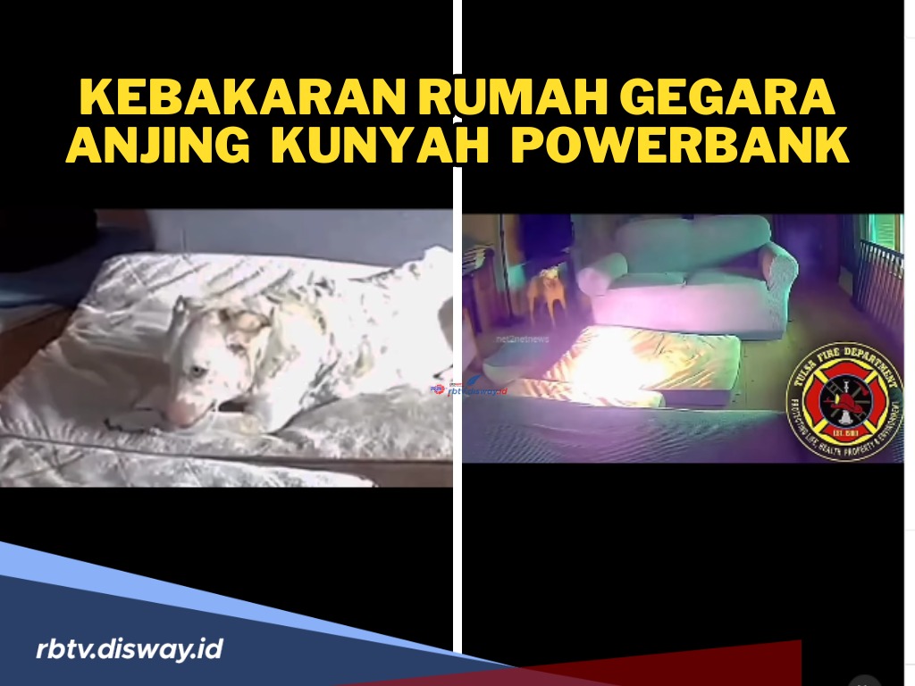 Hati-hati! Viral Kebakaran Rumah Gegara Anjing Kunyah Benda Ini