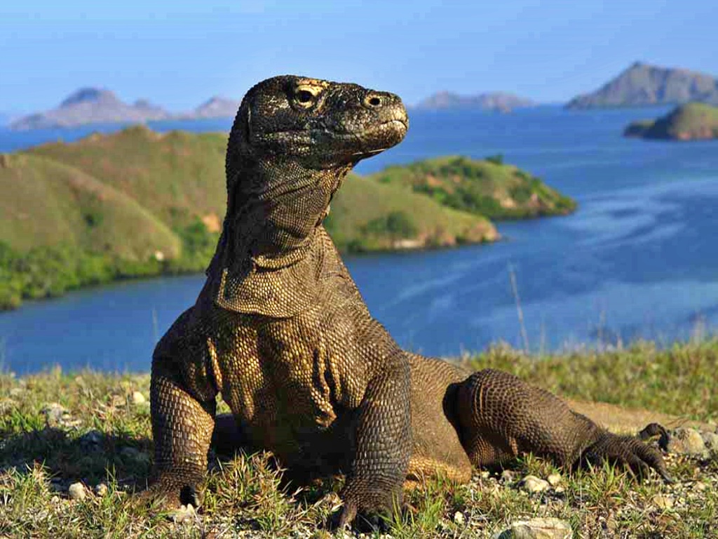 Komodo Island, Indonesia: World Celebrities Have Been Here