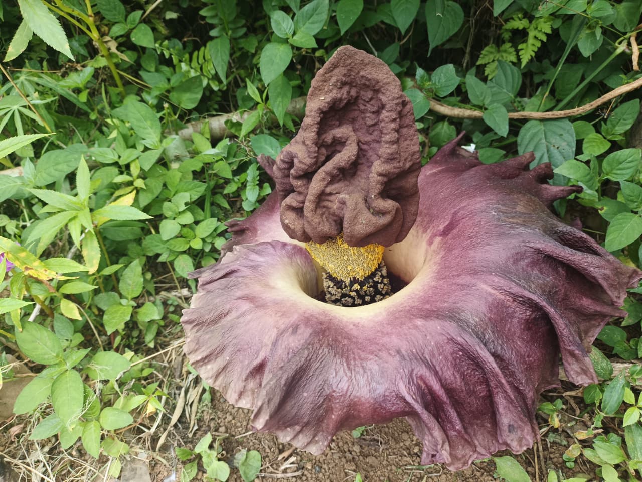 Bunga Suweg Mekar di Pekarangan Warga Kemumu, Bau Menyengat Bikin Heboh