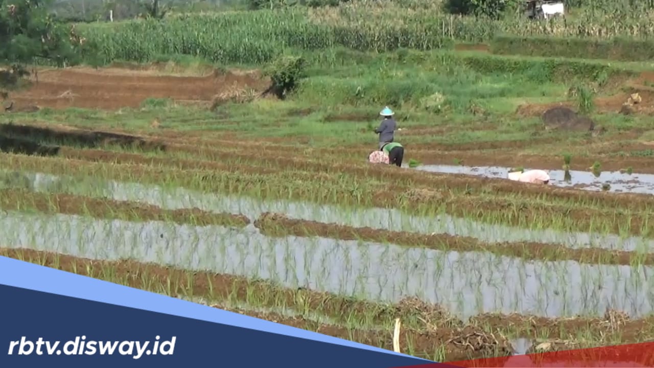 Program Cetak Sawah di Pulau Enggano Sudah Disetujui 630 Ha, Masih Bisa Bertambah 200 Ha