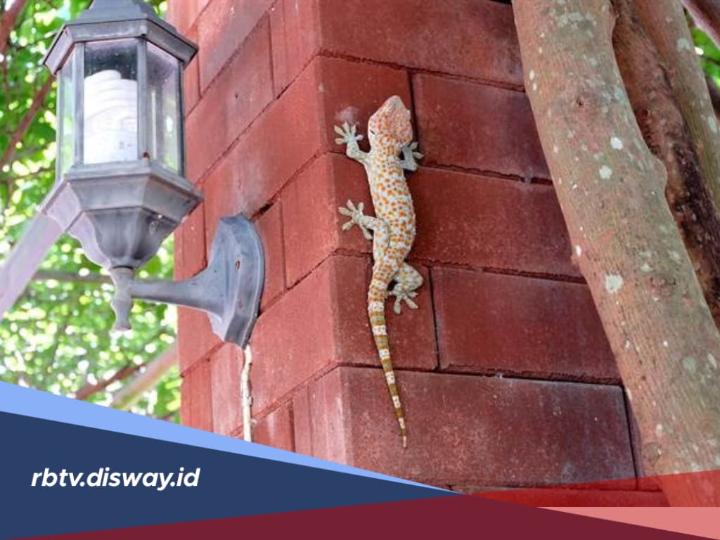 Pantas Makin Banyak! Ternyata Ini 10 Pertanda Allah Mengirim Cicak ke Rumahmu