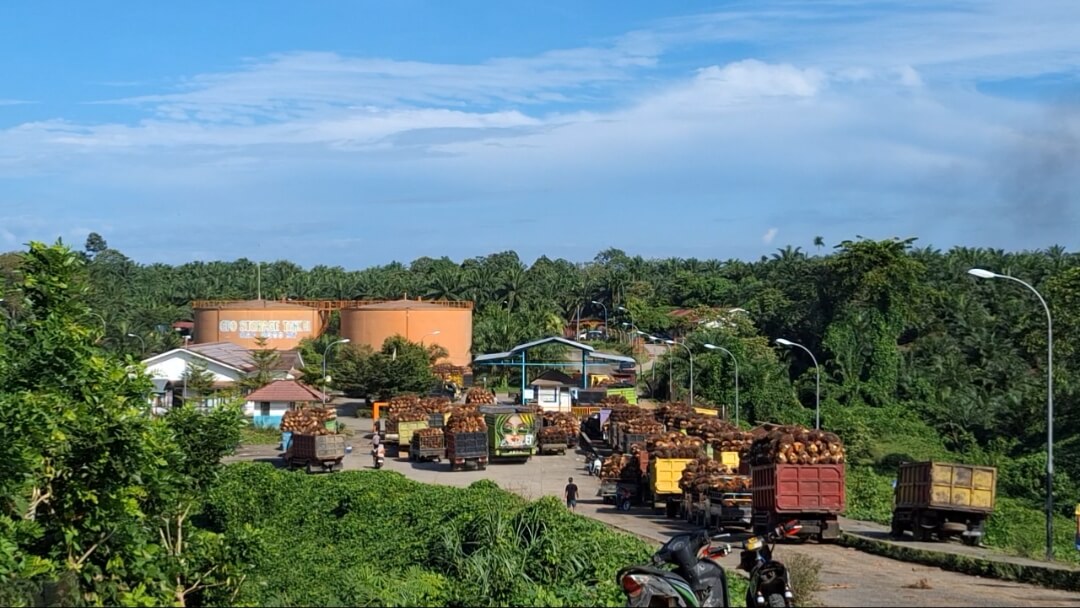 Harga TBS Kelapa Sawit Tingkat Pabrik di Kabupaten Mukomuko Hari Ini