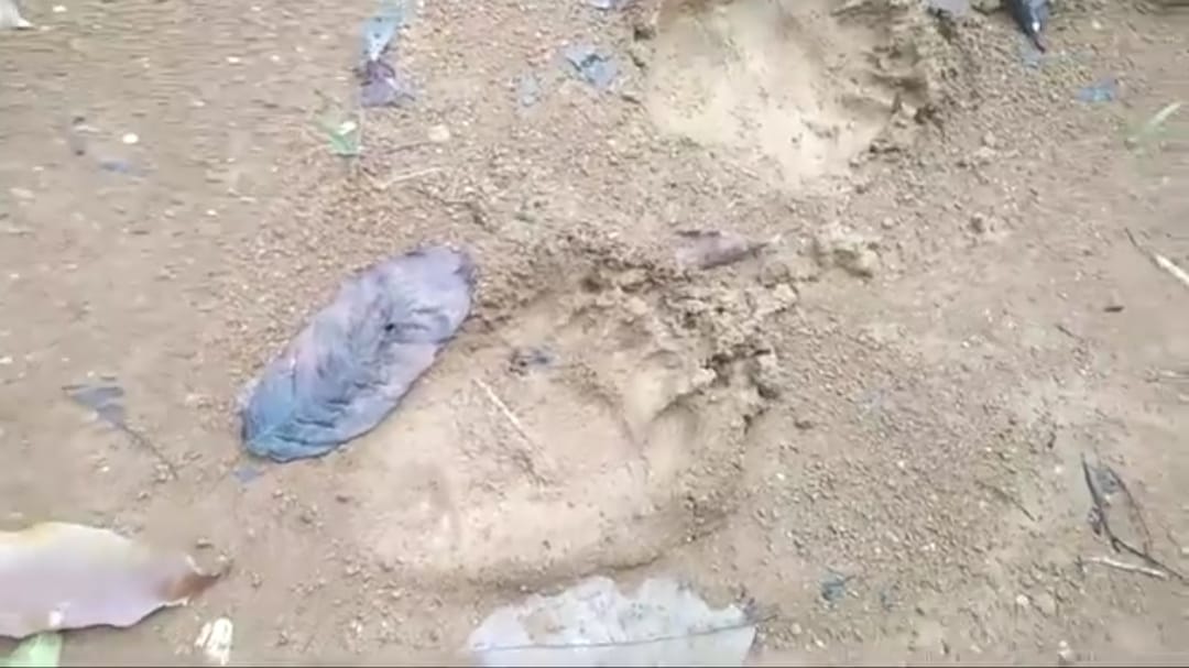 Hewan Buas Mengamuk, 5 Pondok Petani Kopi Rusak, Sekitar Lokasi Banyak Jejak 