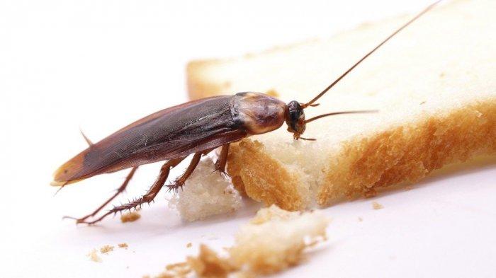 Kecoa Tiba-tiba Jatuh di Muka Pertanda Apa? Ini Menurut Primbon Jawa