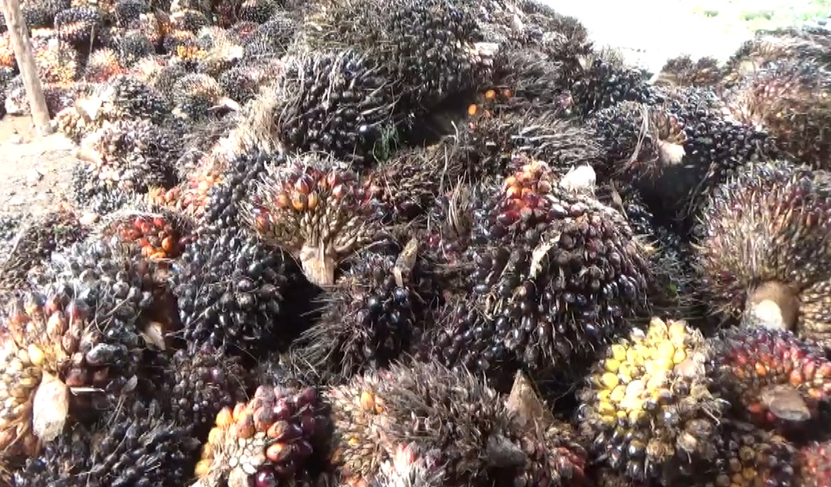 Update Harga TBS Tiap Pabrik di Bengkulu Utara, Ada yang Kurang dari Rp 3 Ribu