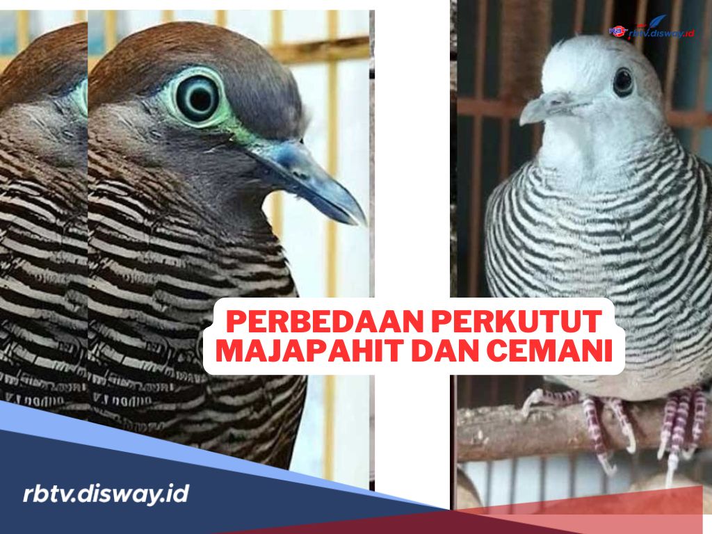 Perbedaan Perkutut Majapahit dan Cemani, Burung Pembawa Keberuntungan dalam Budaya Jawa