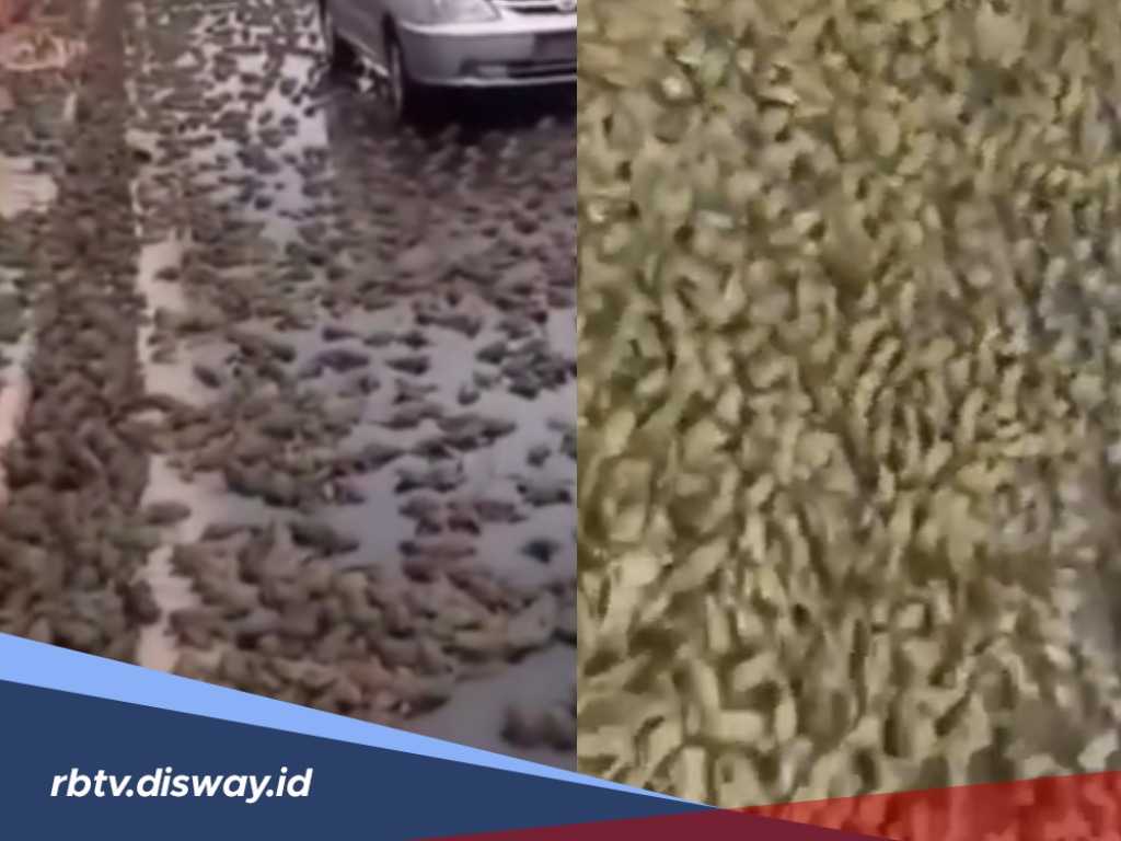 Bukan AI, Fenomena Aneh Hujan Katak di Brazil Ini Benar Ada, Begini Penjelasannya