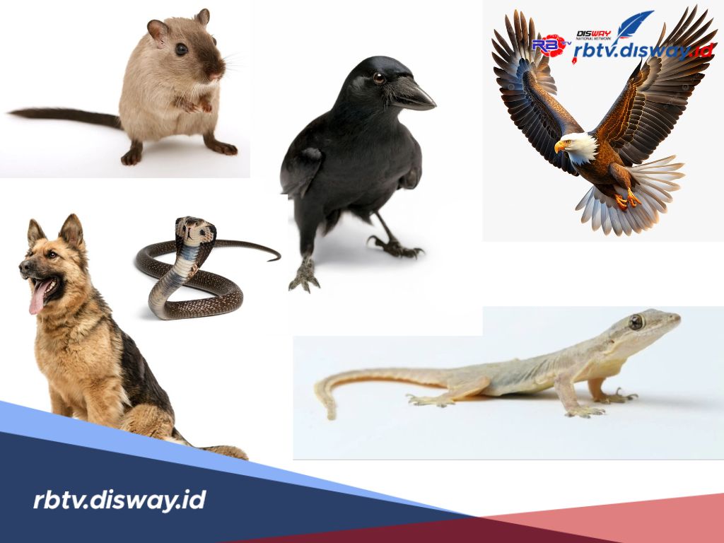 6 Hewan Ini yang Dilarang Dipelihara Dalam Islam, Apa Alasannya?