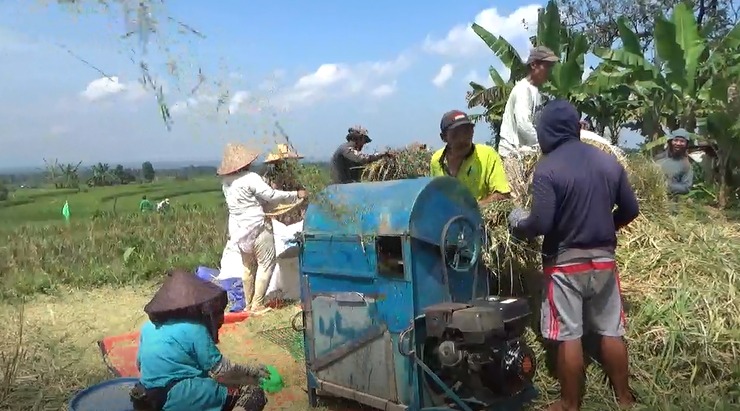 Dapat Rekom Pembelian Solar Subsidi, Pemilik Mesin Huller Diminta Beli Gabah di Atas Rp 6.000 per Kg