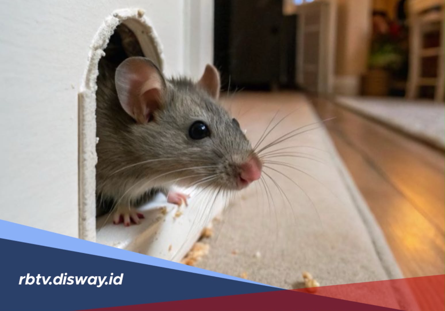 Tanaman Pengusir Tikus yang Bisa Membantu Menjaga Rumah Tetap Nyaman