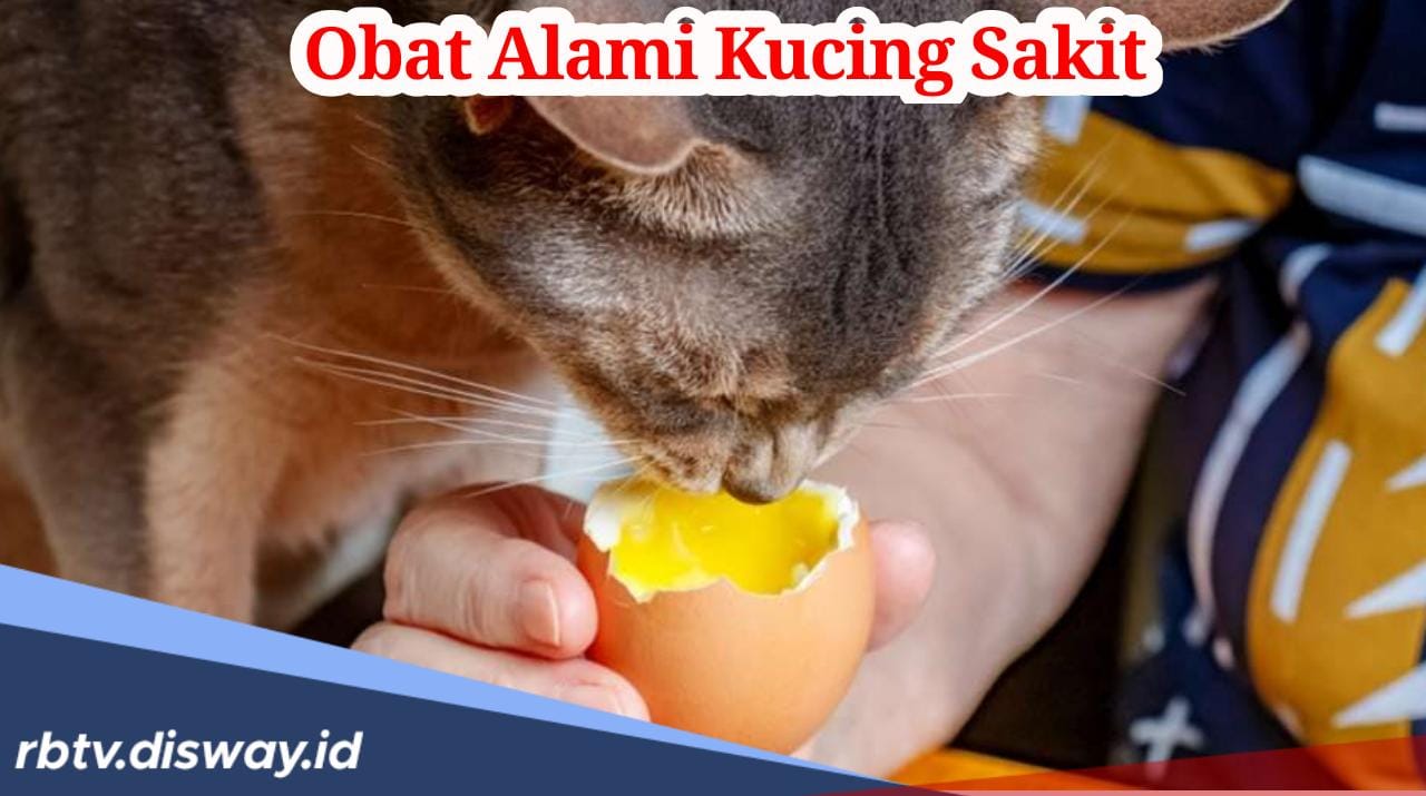 Jangan Bingung, Ini 5 Obat Alami untuk Kucing yang Sakit agar Tidak Semakin Parah