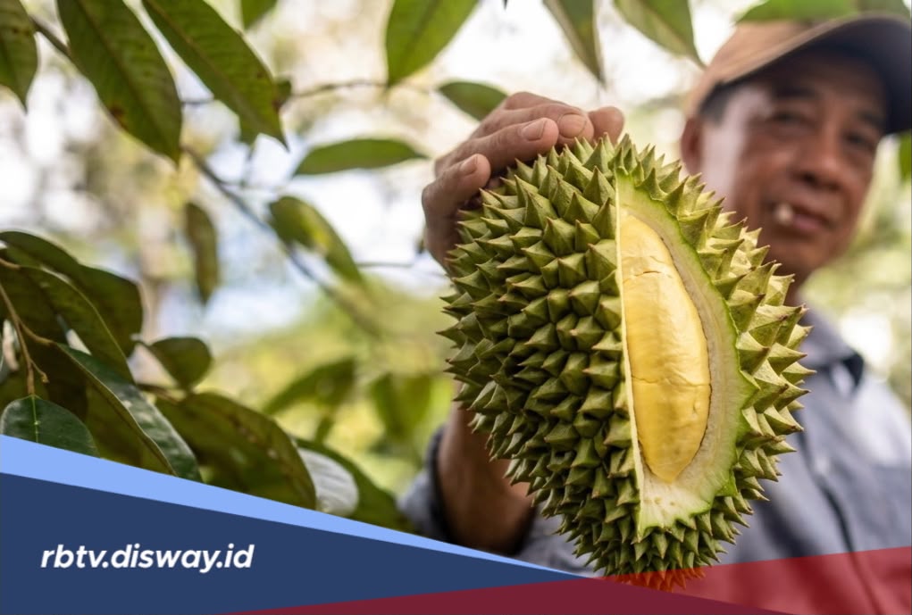 Jenis Pupuk dan Perawatan Tanaman Durian agar Tumbuh Subur dan Cepat Berbuah