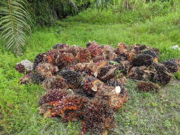 Waspada, Harga TBS Kelapa Sawit Turun, Ini Daftar Harga TBS di Bengkulu Utara Terbaru