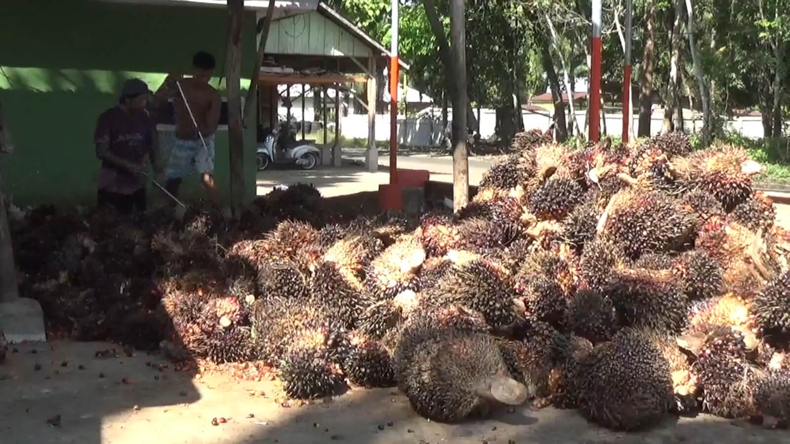 Update Harga TBS Kelapa Sawit di Bengkulu Utara Pekan Terakhir Juni 2025